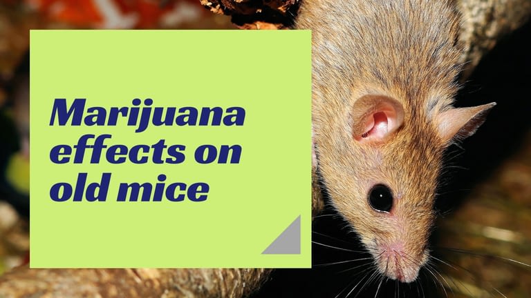 Marijuana effects on old mice