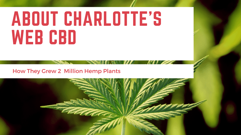 About Charlotte’s Web CBD And How They Grew 2  Million Hemp Plants