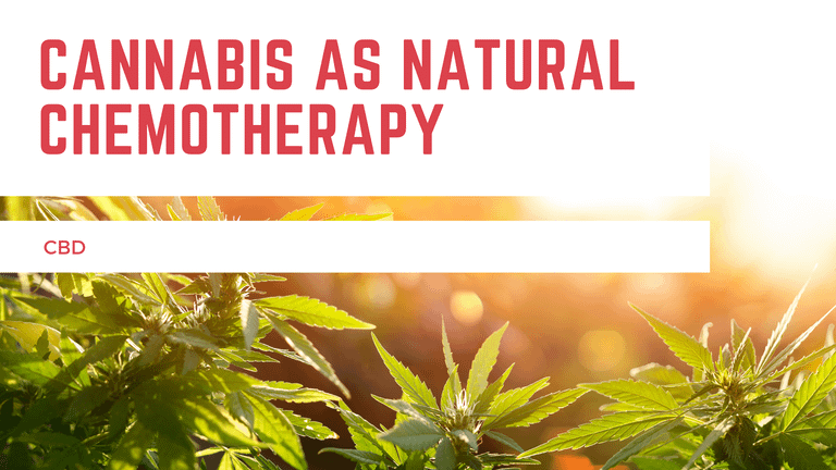 Cannabis as Natural Chemotherapy