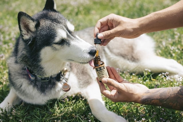 CBD oil for dogs