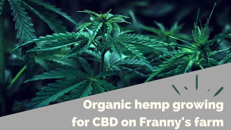 Organic hemp growing for CBD on Franny’s farm