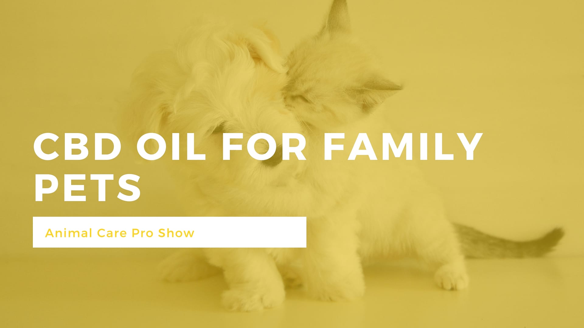 CBD Oil for Pets: Animal (Care Pro epizode)