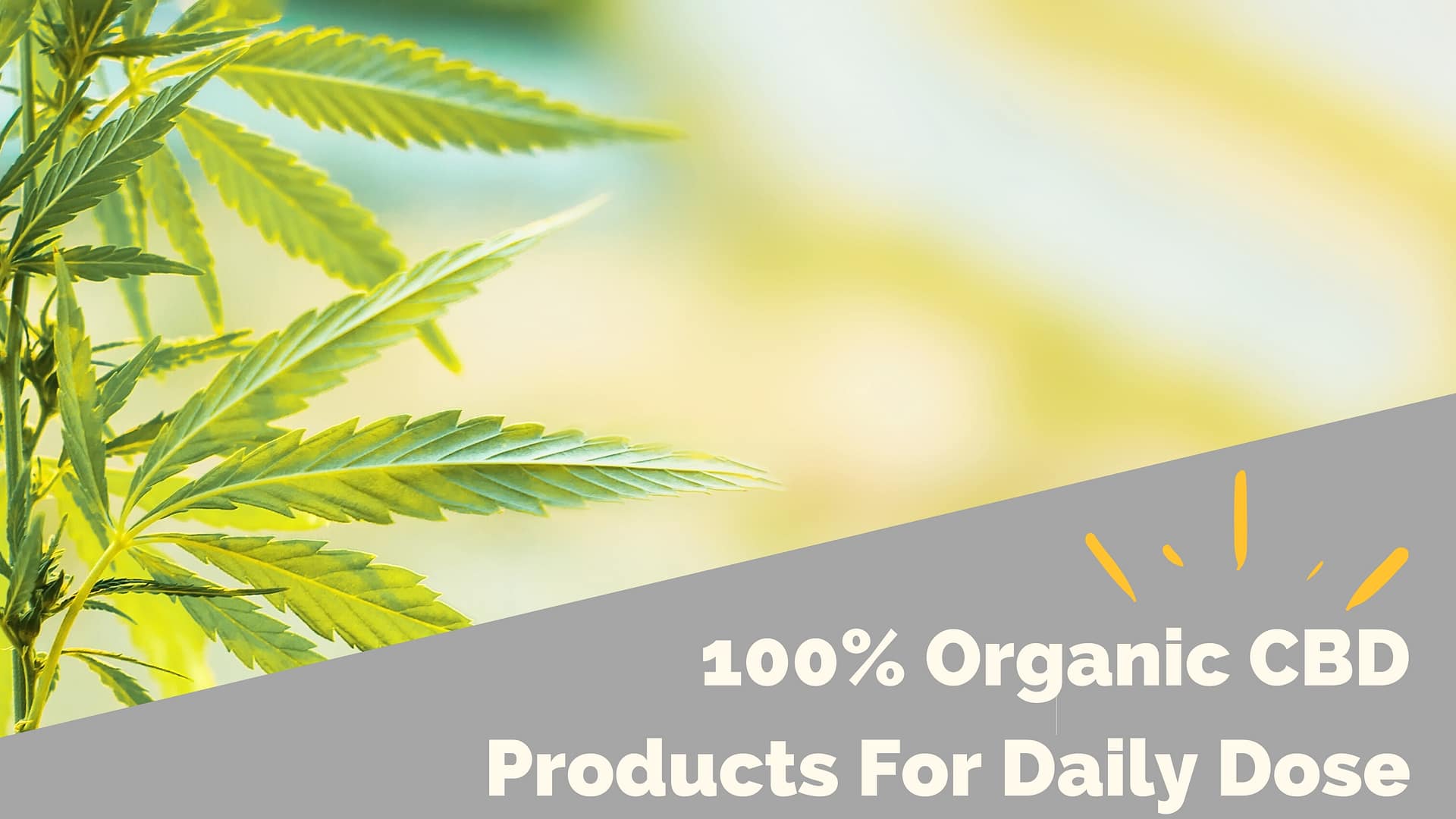 100% Organic CBD Products For Daily Dose