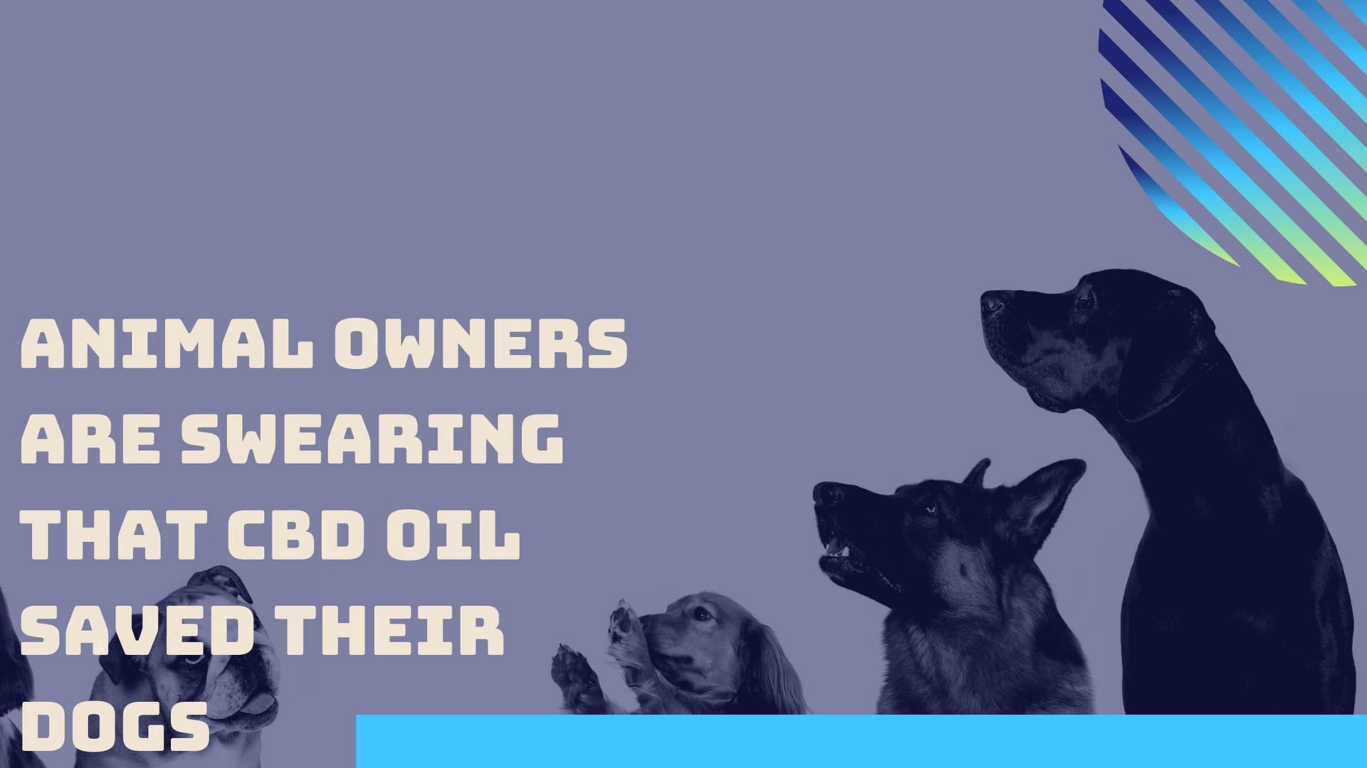 Animal Owners Are Swearing That CBD Oil Saved Their Dogs