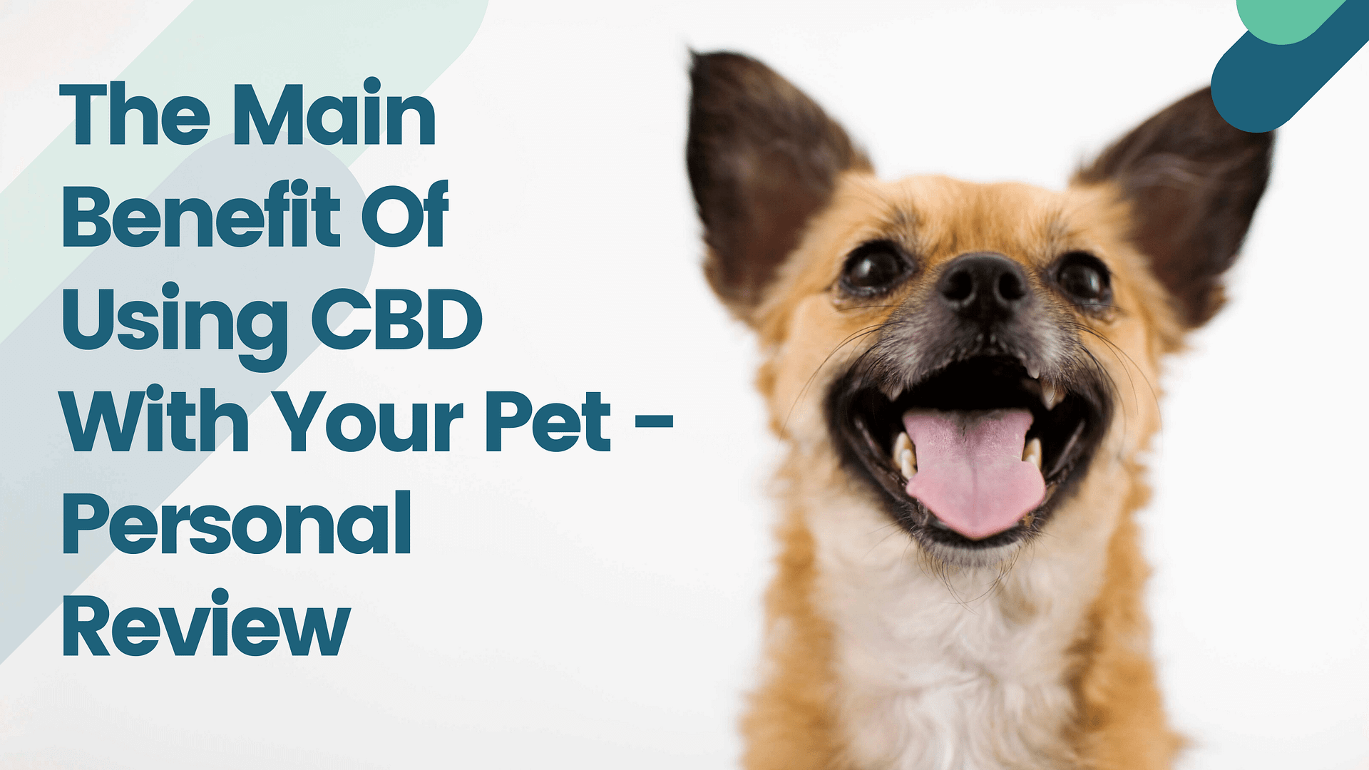 The Main Benefit Of Using CBD With Your Pet – Personal Review