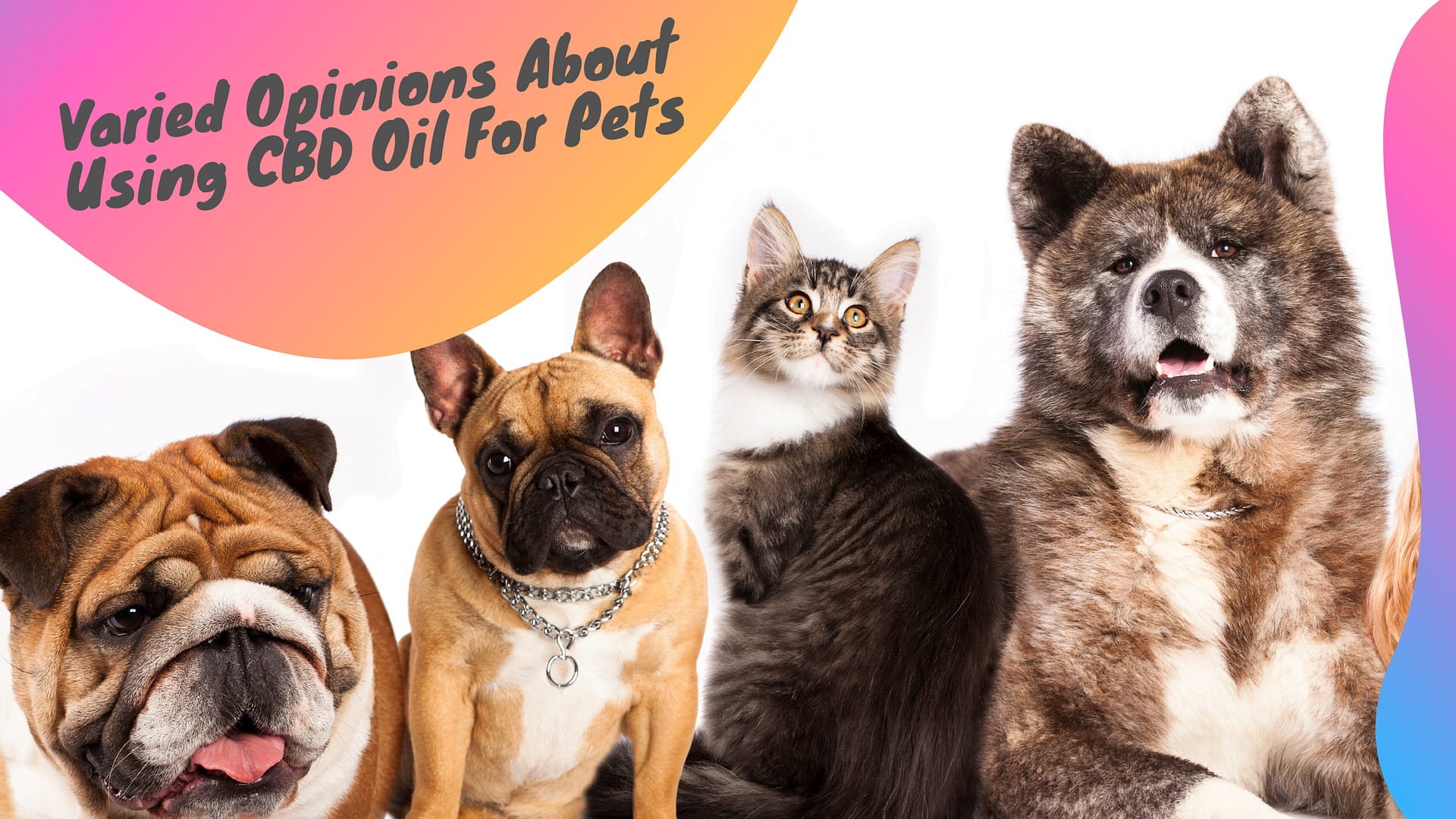 Varied Opinions About Using CBD Oil For Pets