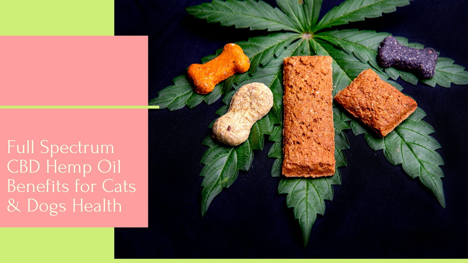 Full Spectrum CBD Hemp Oil Benefits for Cats & Dogs Health