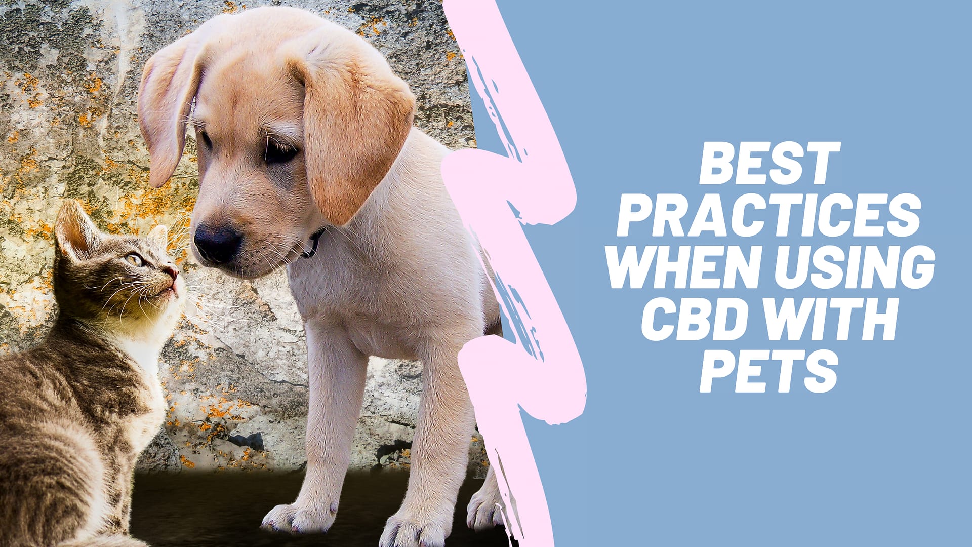 Best Practices When Using CBD With Pets