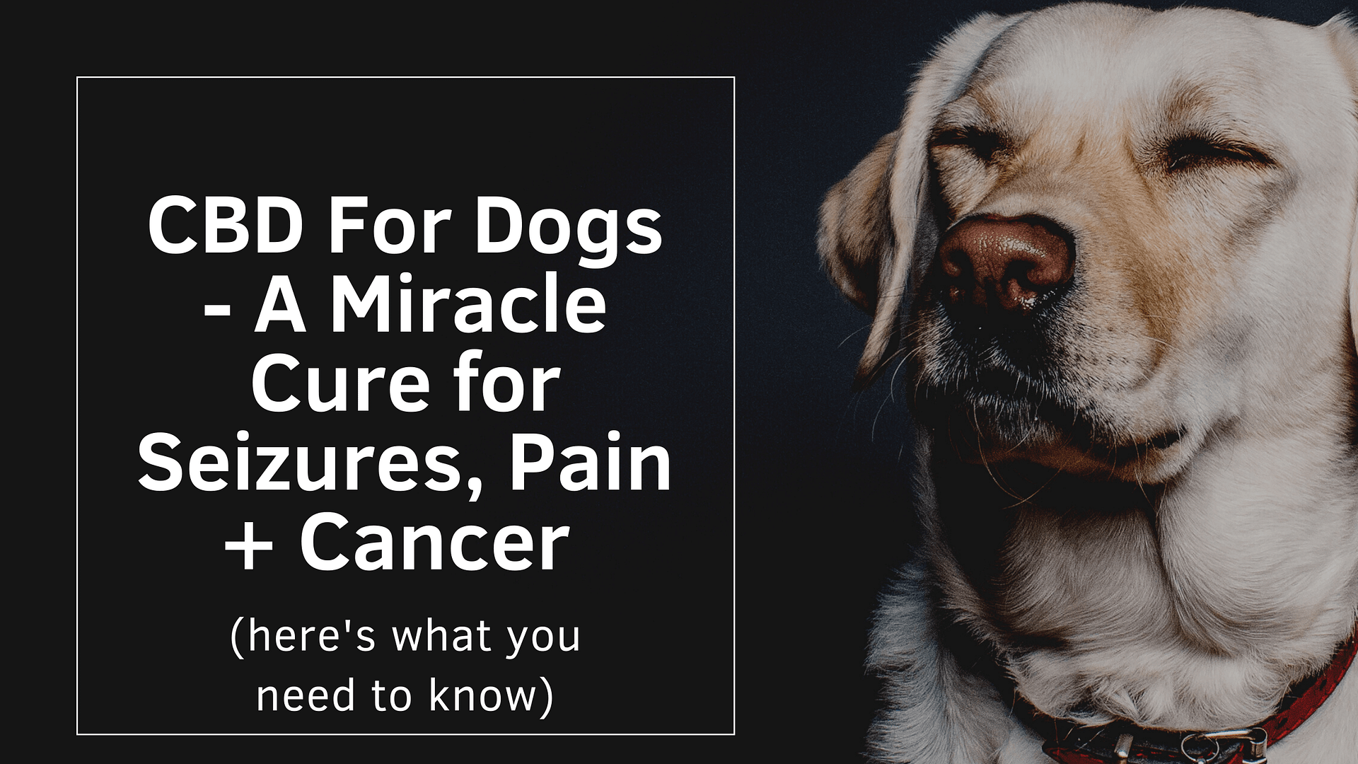 CBD For Dogs – A Cure for Seizures, Pain
