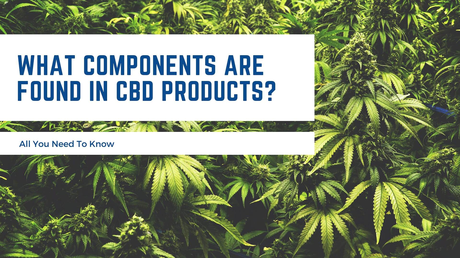 What Components Are Found In CBD Products? All You Need To Know