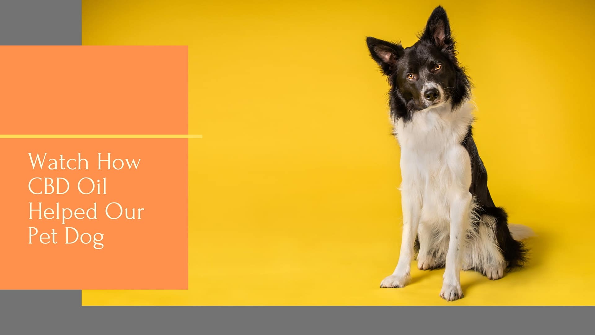 Watch How CBD Oil Helped Our Pet Dog