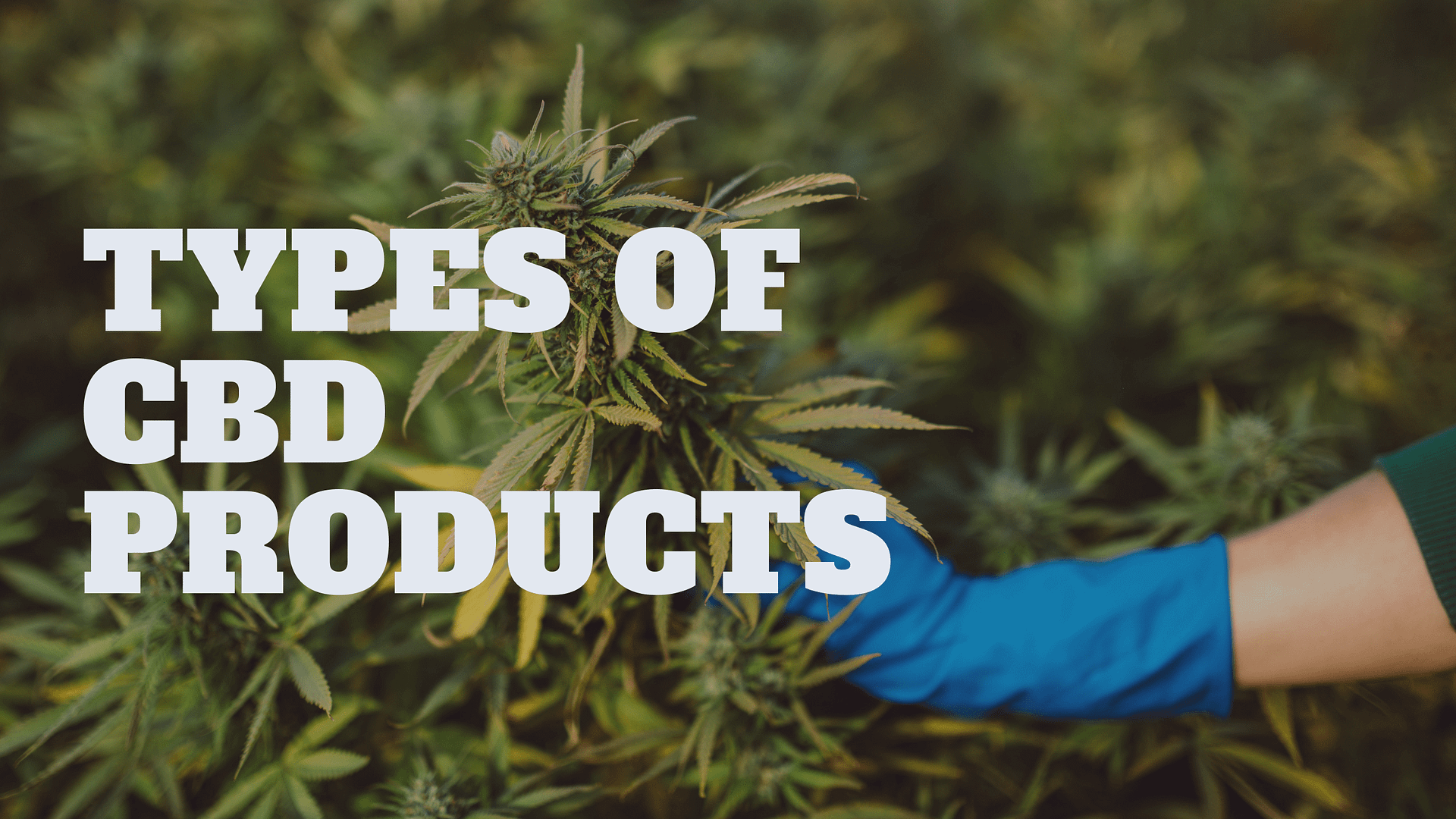 Types of CBD Products: