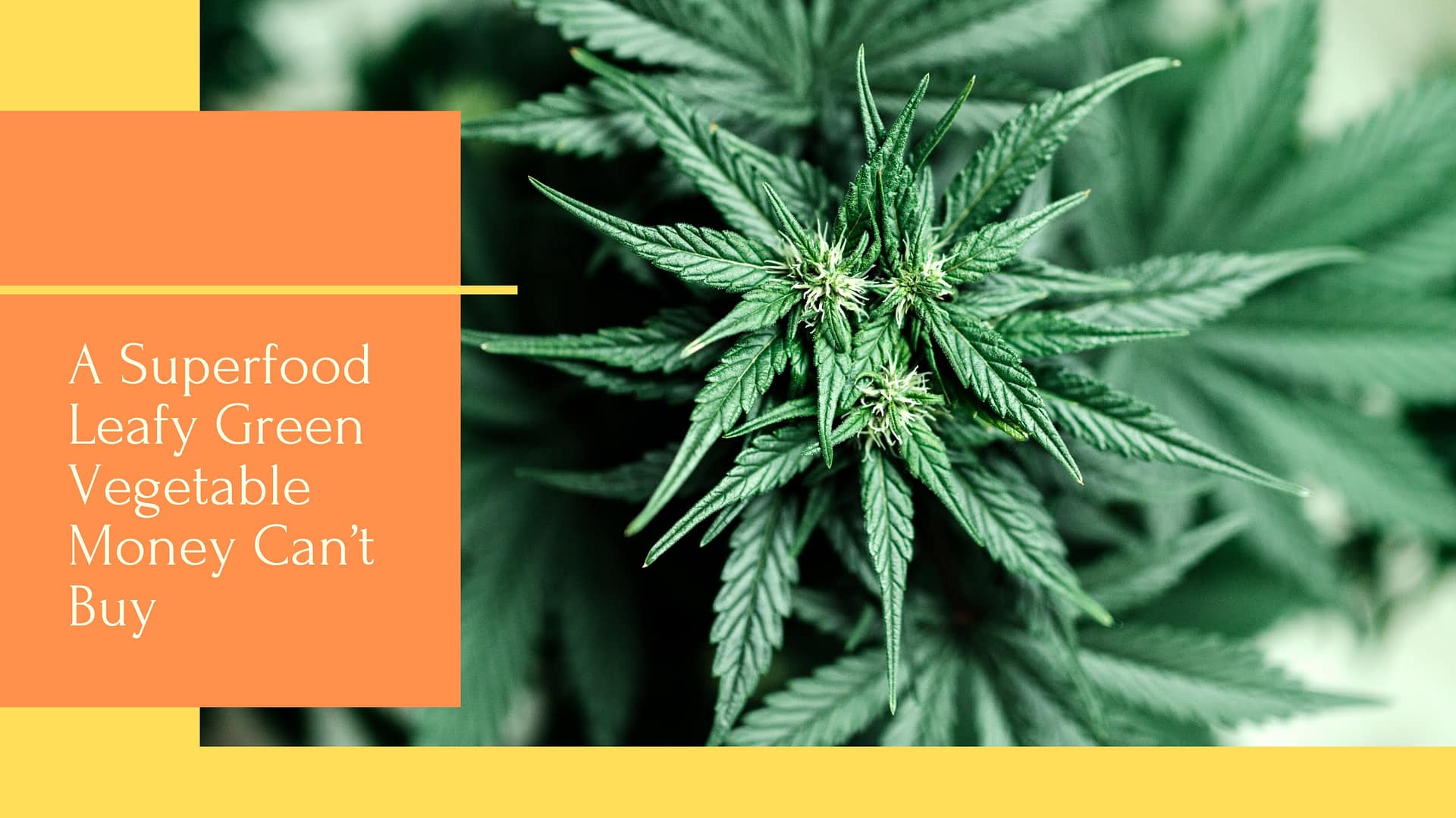 Raw Cannabis – A Superfood Leafy Green Vegetable Money Can’t Buy