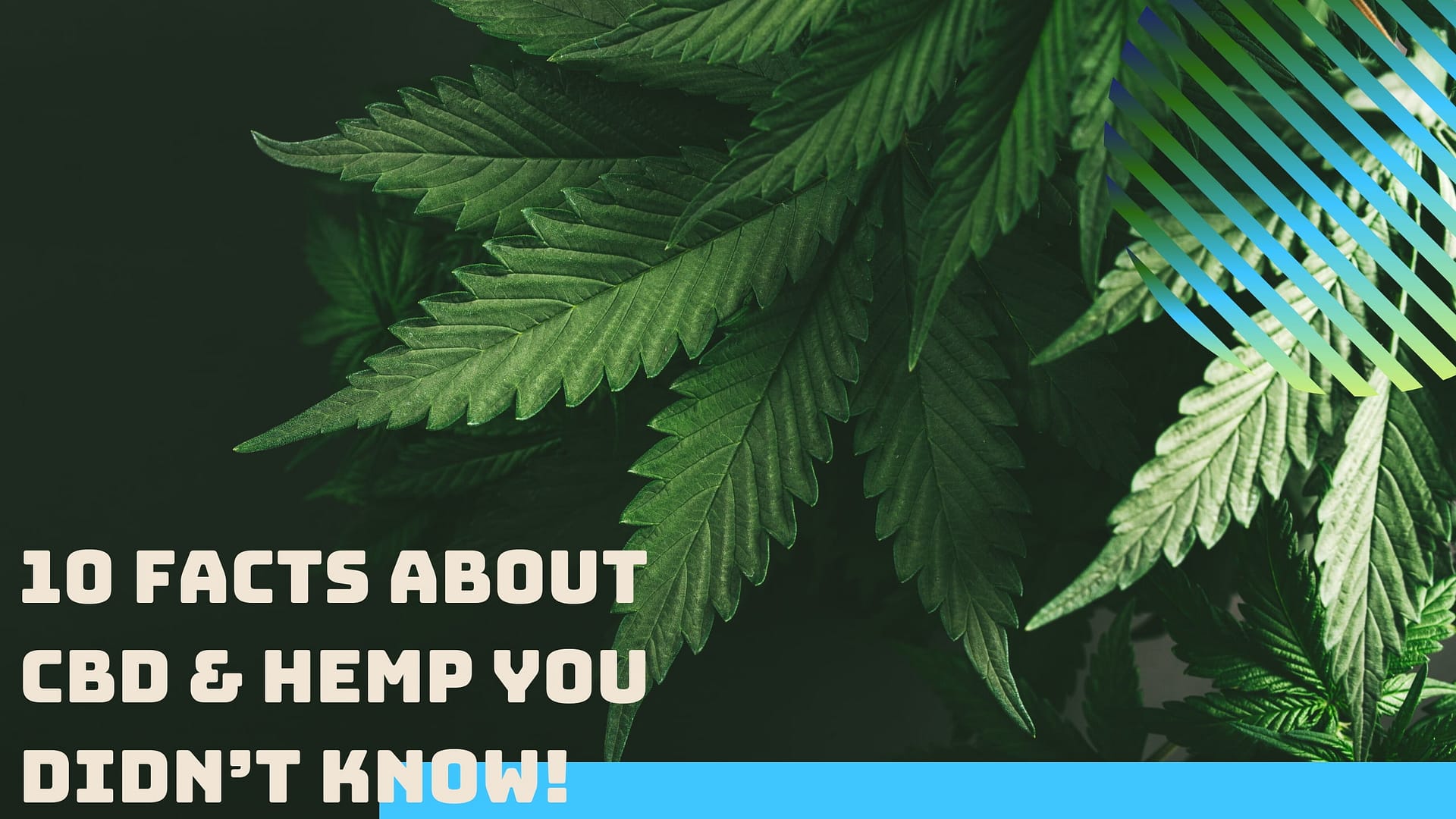 10 FACTS about CBD & hemp you didn’t know! ESP/RUS/JPA subbed