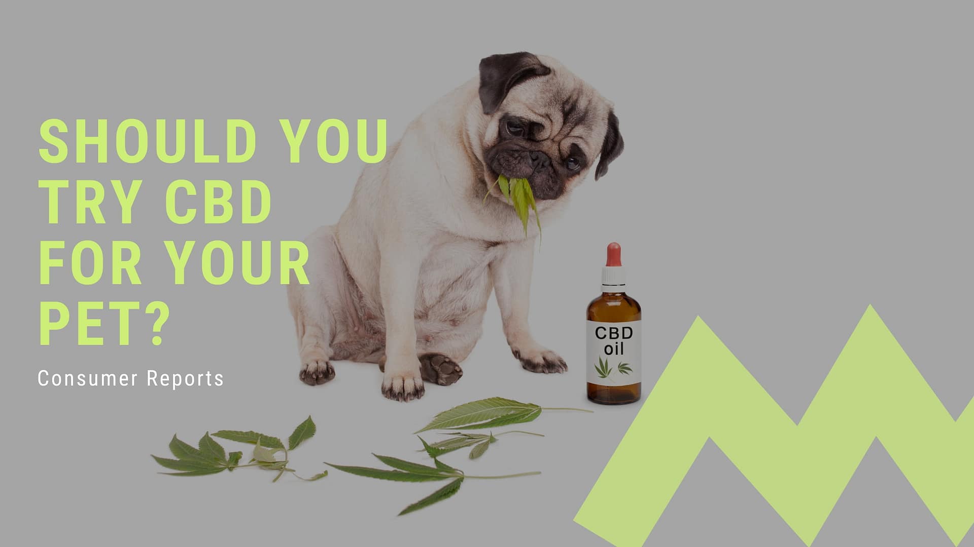 Should You Try CBD for Your Pet? | Consumer Reports