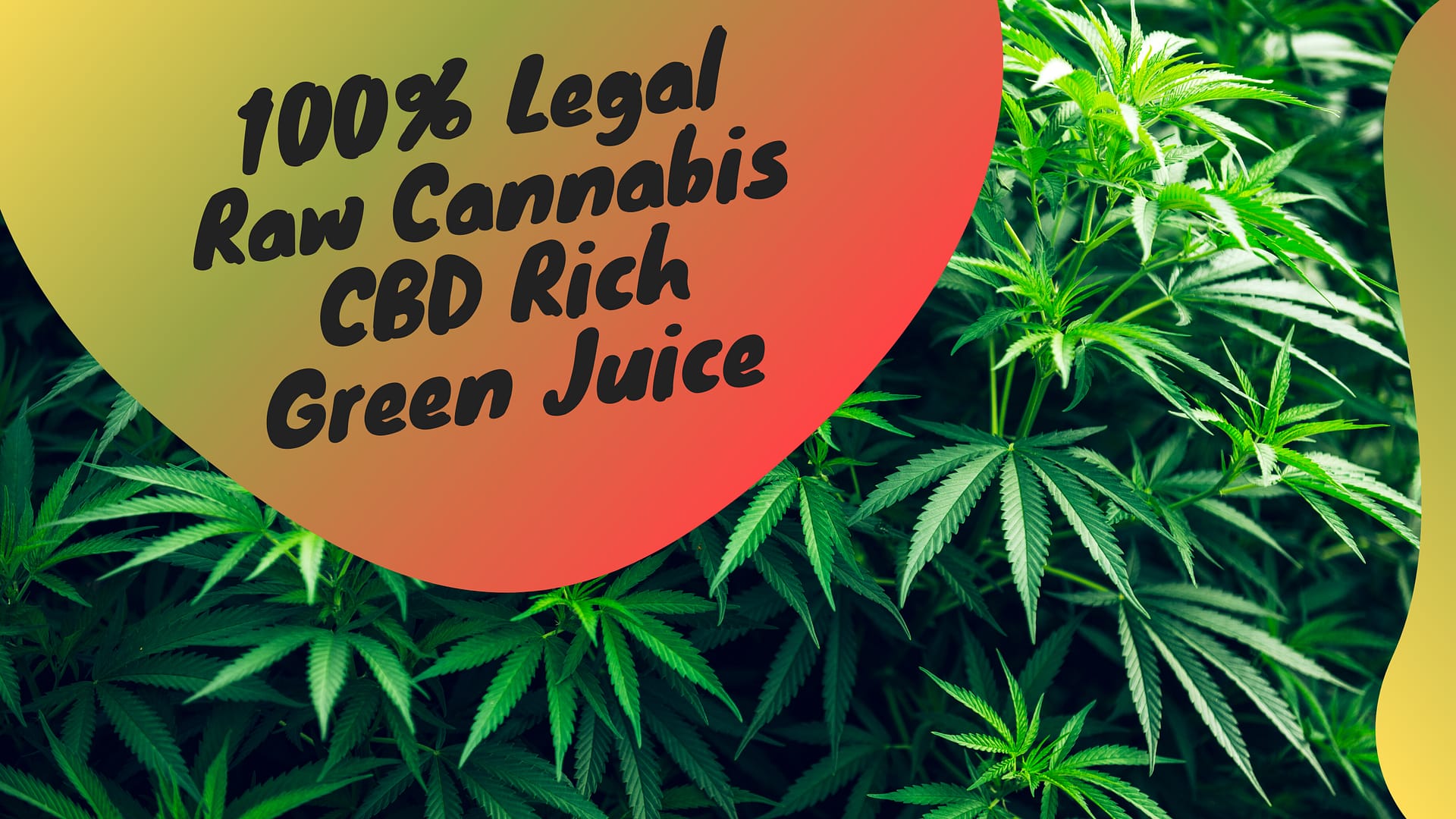 100% Legal Raw Cannabis CBD Rich Green Juice