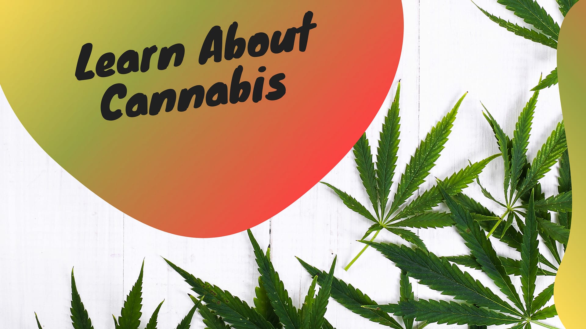 Learn About CANNABIS Through Detailed PRESENTATION